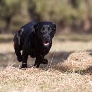 Copperfield vom Schmiehetal - Hund