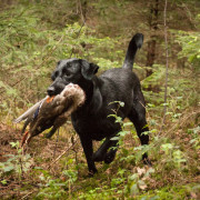 Copperbirch Hund