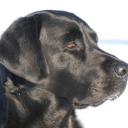 Hund - Copperfield vom Schmiehetal