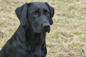 Labrador Danny