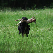 Hund - Copperfield vom Schmiehetal