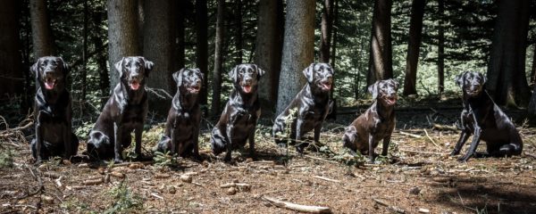 18.6.2017 unser 1. Wurftreffen der A-chen