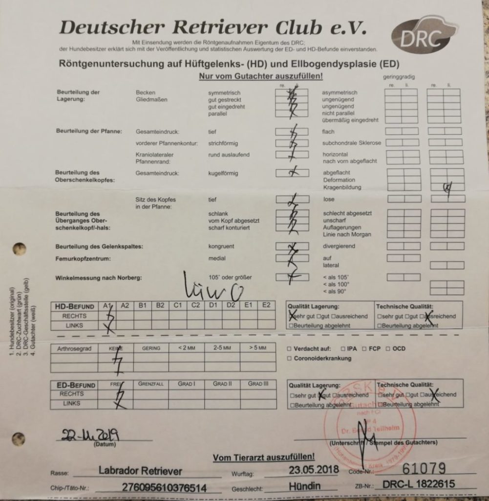 22.11.2019 – Röntgenergebnisse Branda sind da A1/A1  –  0/0